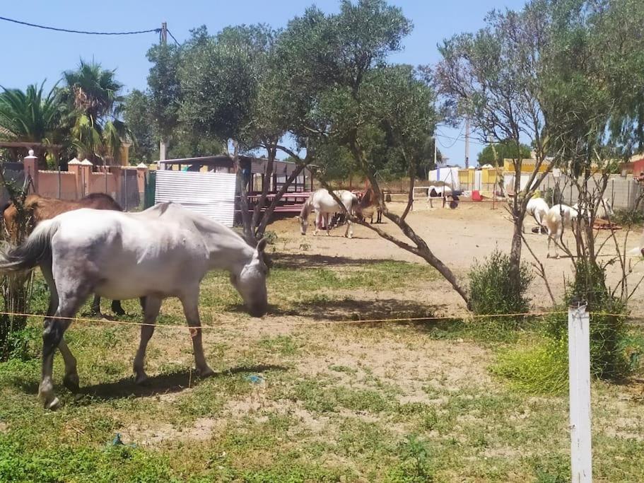 Granja America Apartment Chiclana de la Frontera Bagian luar foto